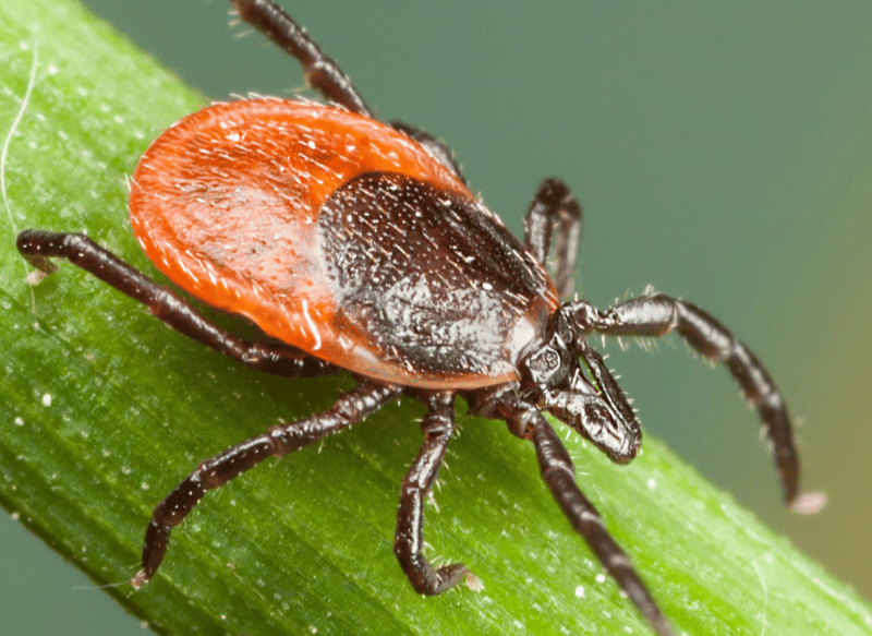 black-legged tick in the fall