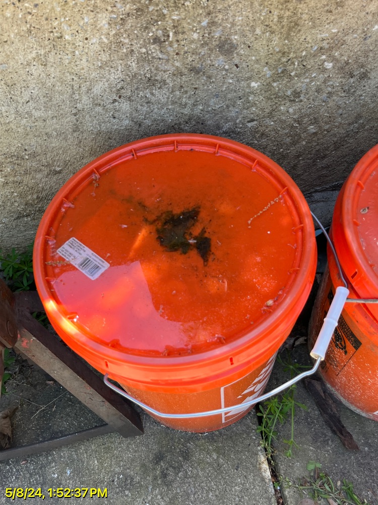 mosquito breeding ground water top of bucket