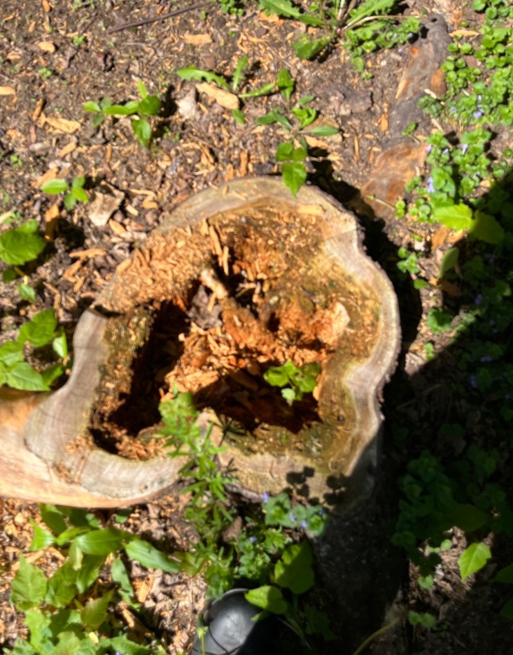 stump Mosquito breeding ground